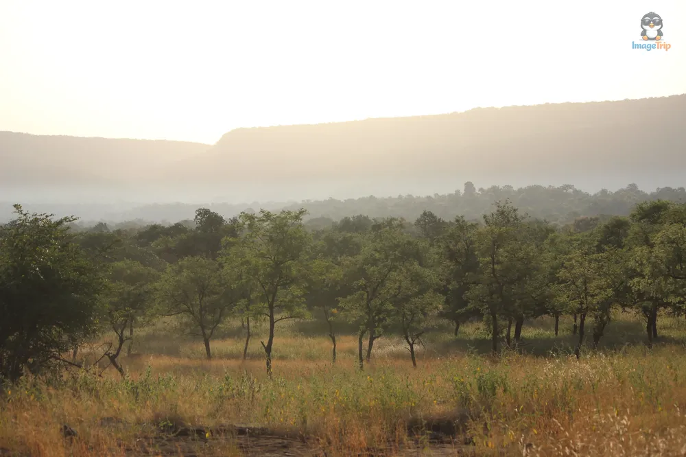 PannaTigerReserve_38