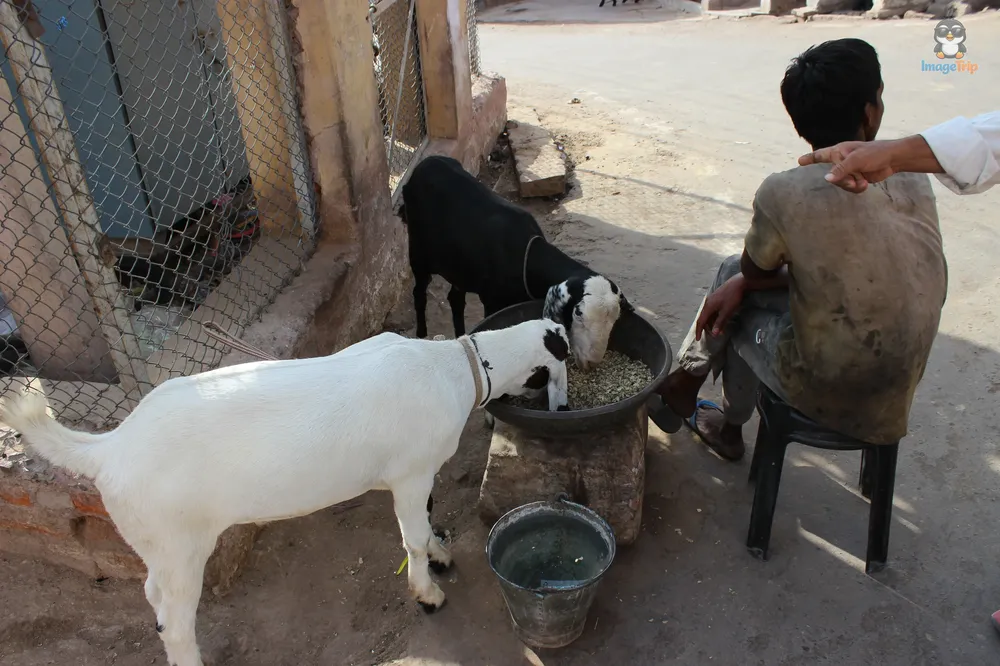 BhandasarJainTemple_33