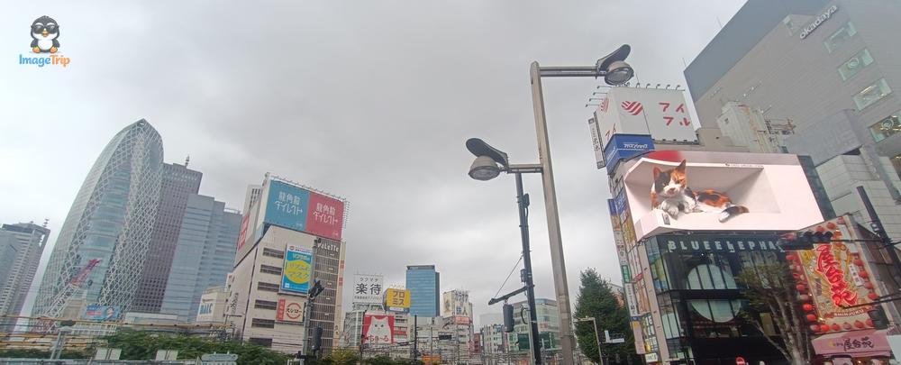 GatoShinjuku 1
