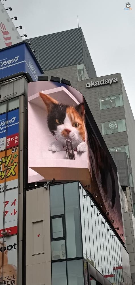 GatoShinjuku 2