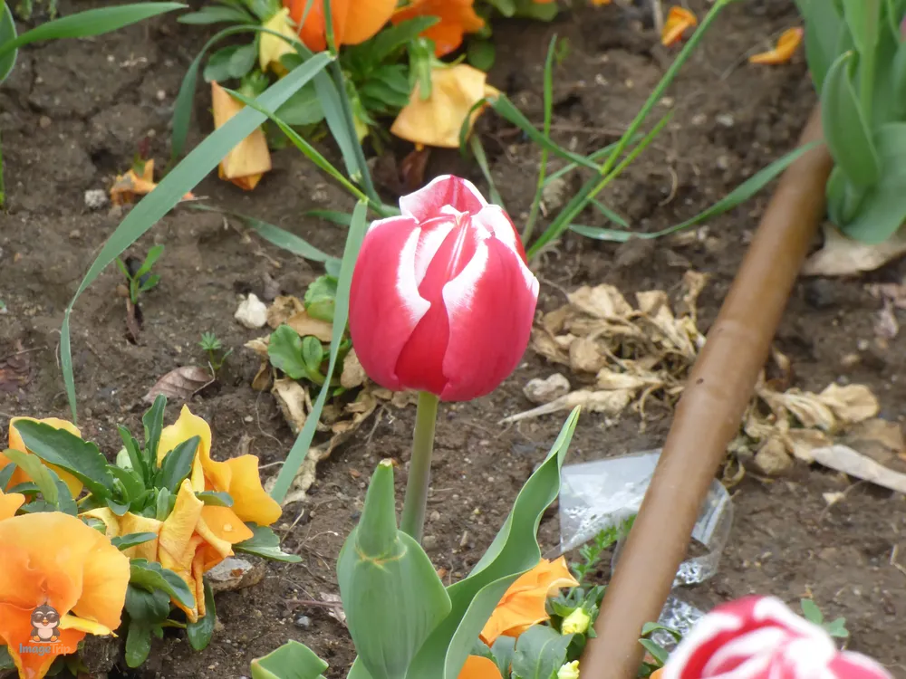 Sofía Jardin Palacio Cultura 5