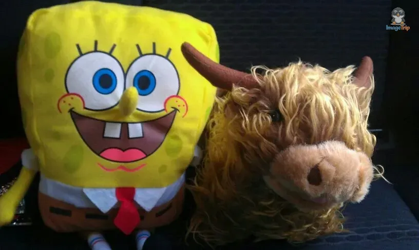 Vaca y Bob