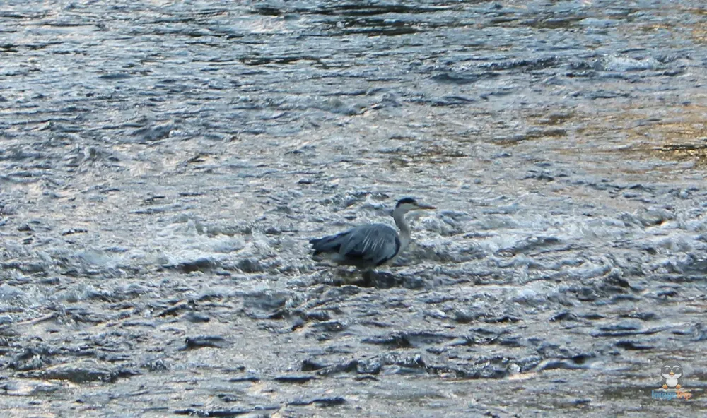 Inverness 26