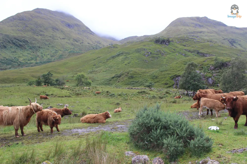 Vacas 18