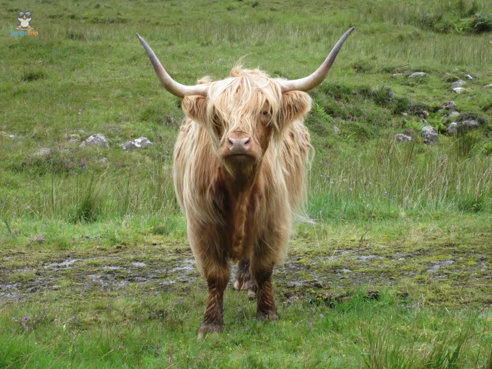 Vacas 9