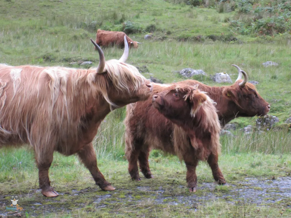 Vacas 6