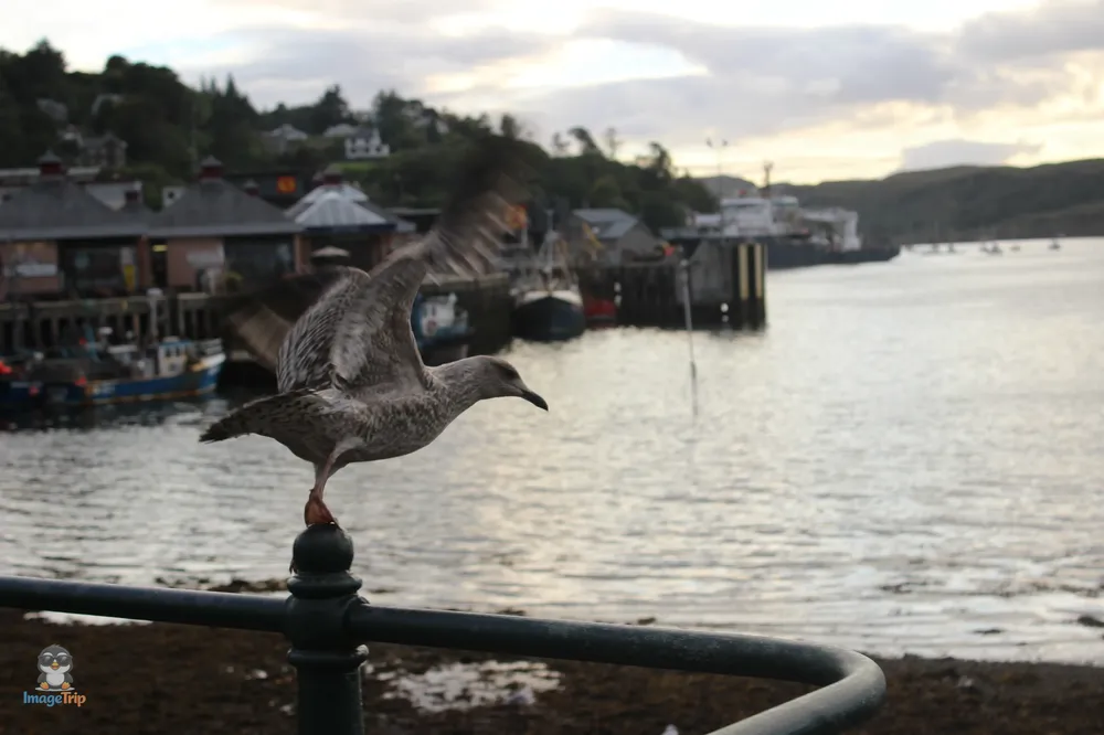 Oban 12