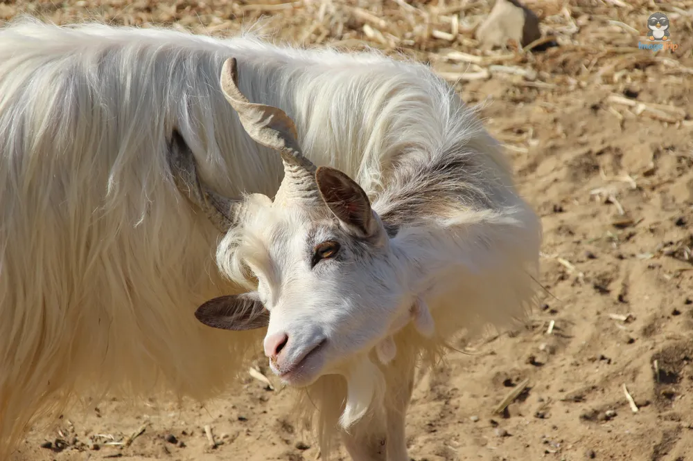 Agrigento Valle de los Templos (43)