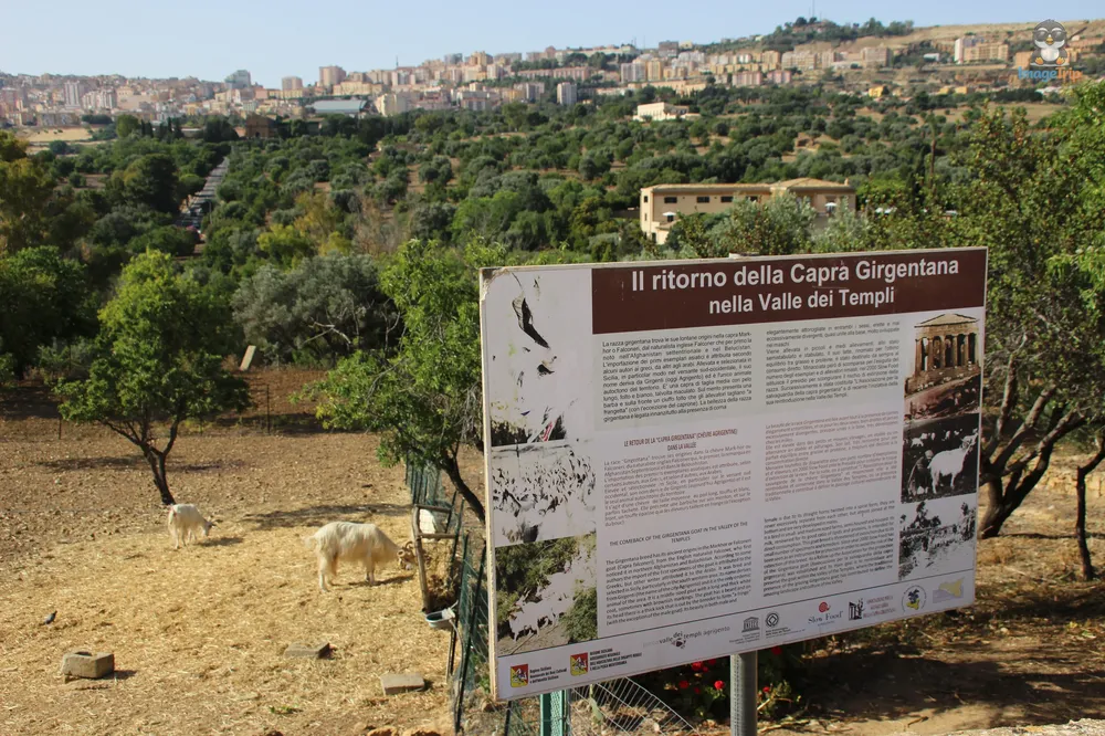 Agrigento Valle de los Templos (39)