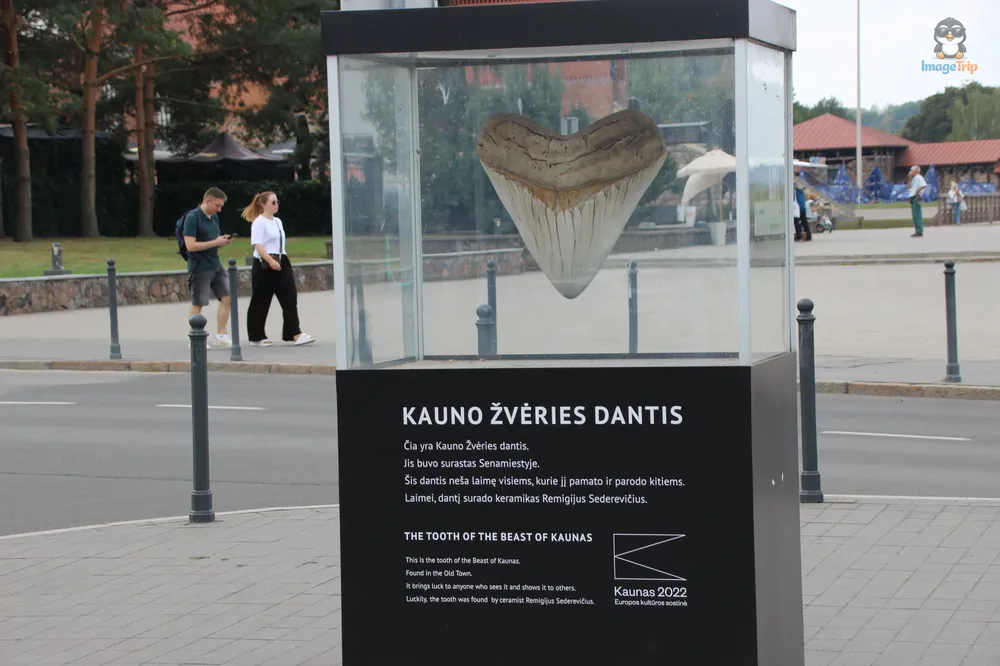 KaunasDiente_1