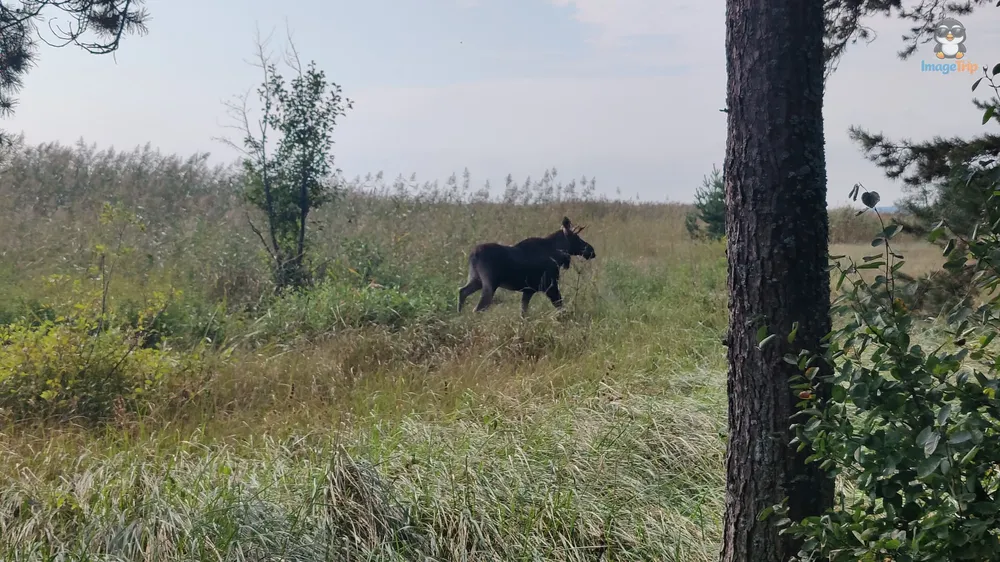 Pervalka_55