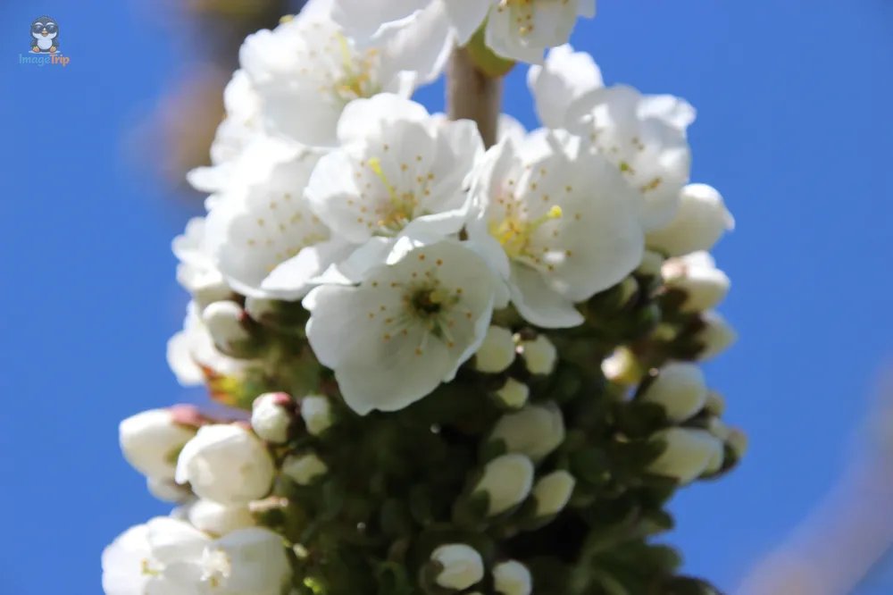 Kokorinsko Rocks (10)