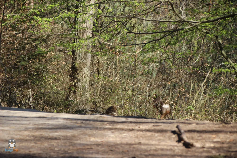 Kokorinsko Rocks (63)