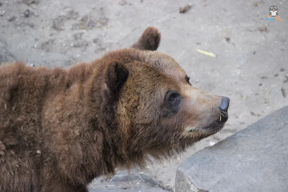 Cesky Krumlov Castillo 31